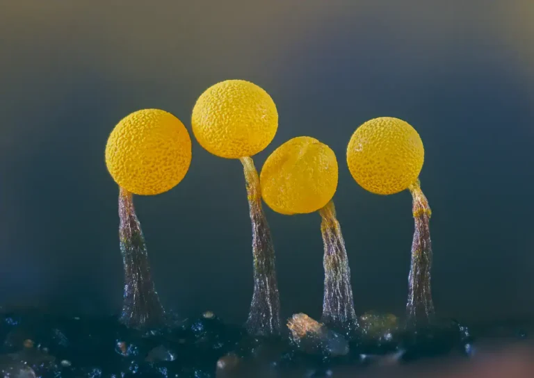 Innsbruck Nature Film Festival
